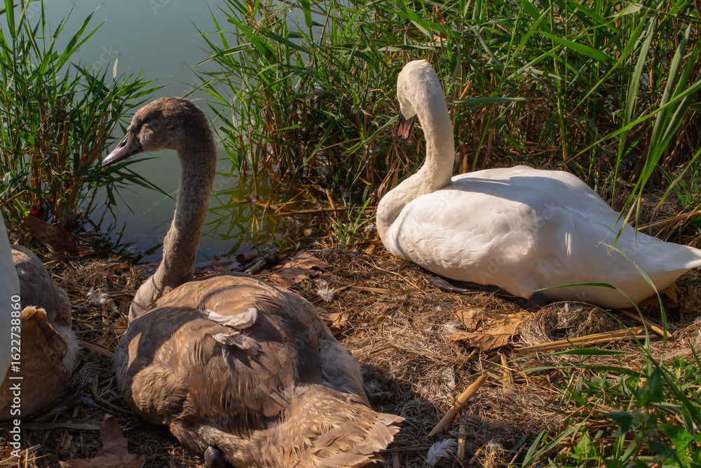 Fototapeta premium Swans and cygnets are relaxing by a pond's edge, surrounded by reeds and foliage. The adult swan and its young cygnets exhibit peaceful and calm behavior in their natural habitat.