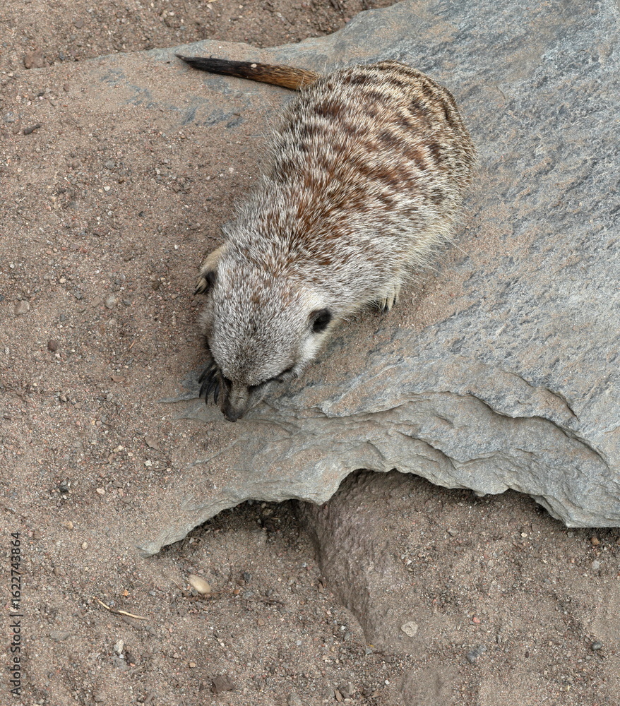 Obraz premium Meerkat animal in the sand. Above photo
