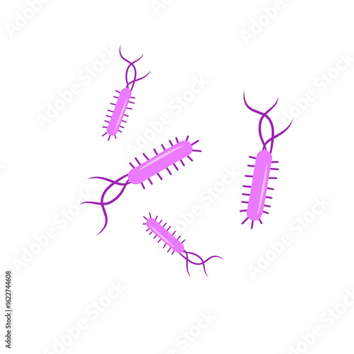 Escherichia coli bacterial vector