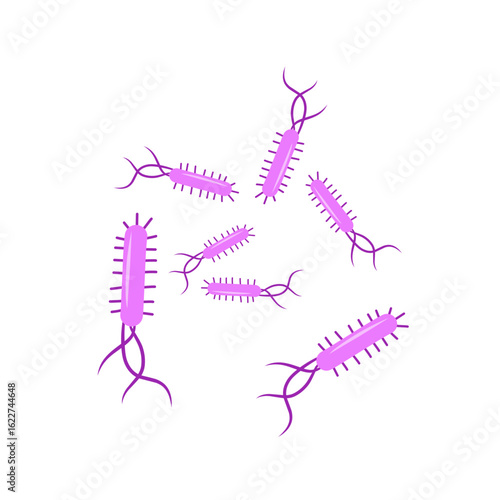 Escherichia coli bacterial vector