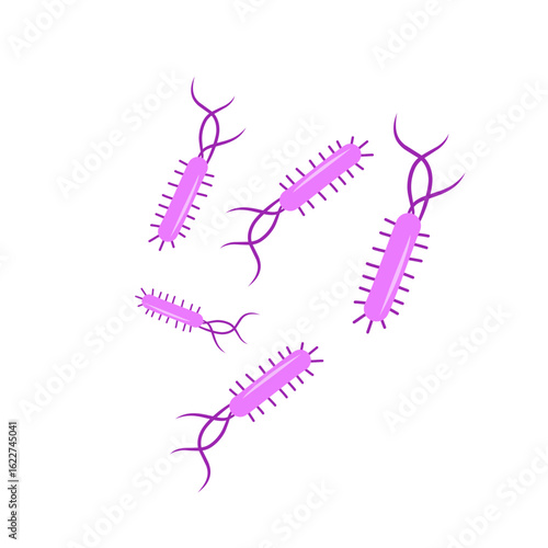 Escherichia coli bacterial vector