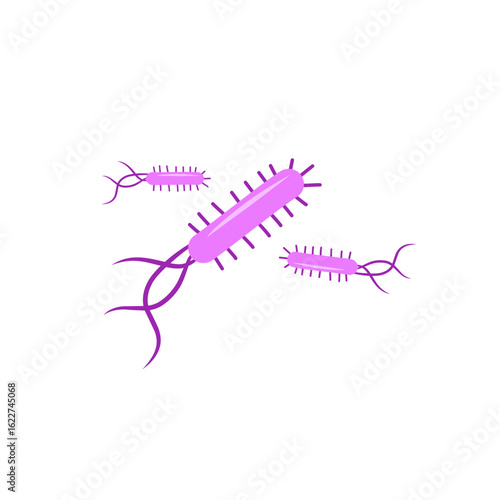 Escherichia coli bacterial vector