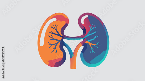 Colorful anatomical illustration of the human renal system. Abstract kidney organ for medical and health awareness concepts.