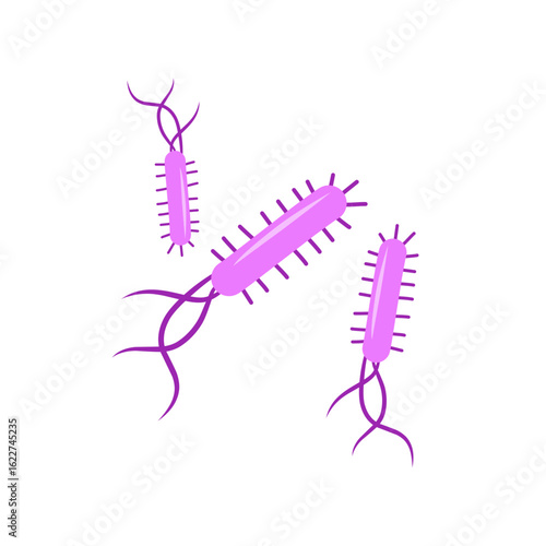 Escherichia coli bacterial vector