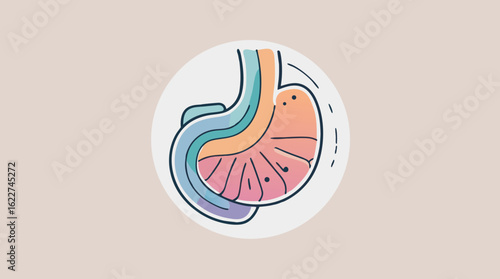 Vector illustration of human stomach anatomy icon. Medical diagram of digestive system organ for health and gastroenterology concepts.