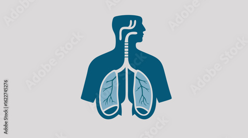 Anatomical illustration of the human respiratory system with lungs, trachea, and bronchial tubes. Medical science vector graphic.