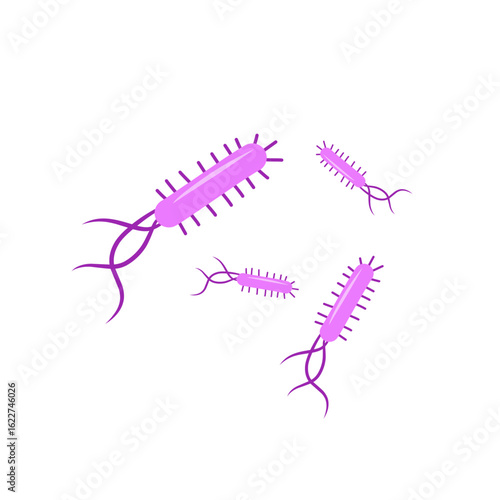 Escherichia coli bacterial vector