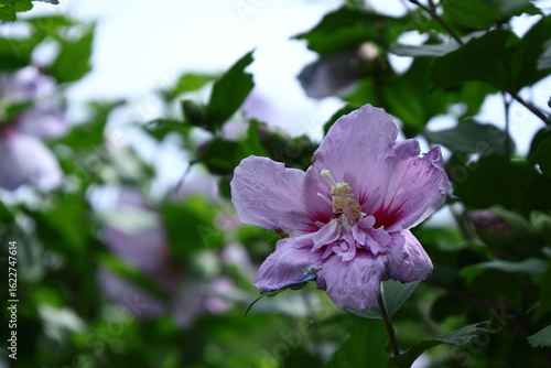 夏の茶室を彩る