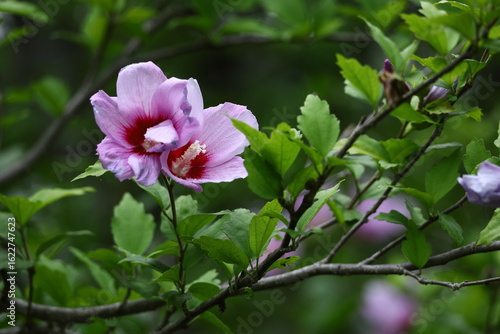 夏の茶室を彩る