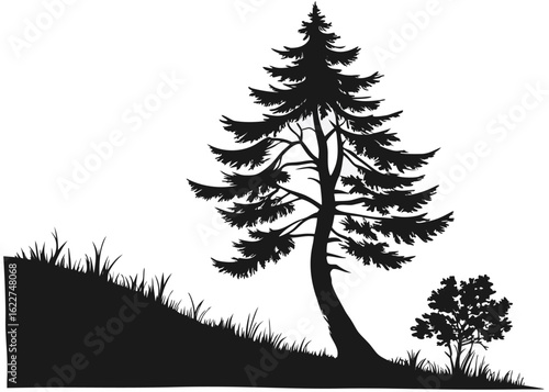 Silhouette of a Tall Pine Tree and a Small Bush on a Grassy Hillside evergreen conifer