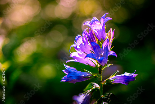 blue flowers in the morning sun 