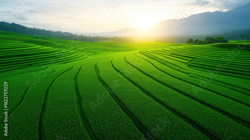 Lush green rice terraces stretch across rolling hills under bright sunrise, creating peaceful and vibrant agricultural landscape