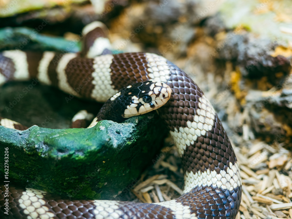 Obraz premium ハノイの水族館