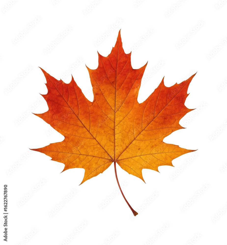 Autumn leaf falling natural isolated on transparent background, png Autumn leaf falling natural isolated on transparent background, png