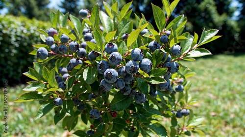 Close-up of blueberry plant Blueberry fruit ripening