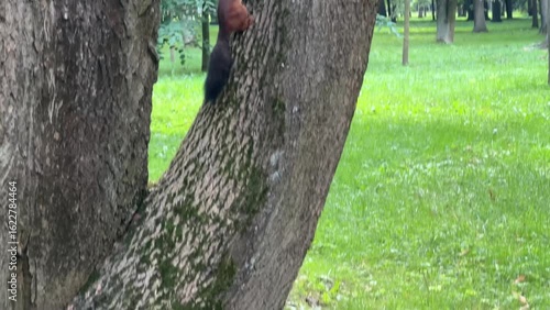 A squirrel climbs a tree in a summer park. Garden. Background. Nature.