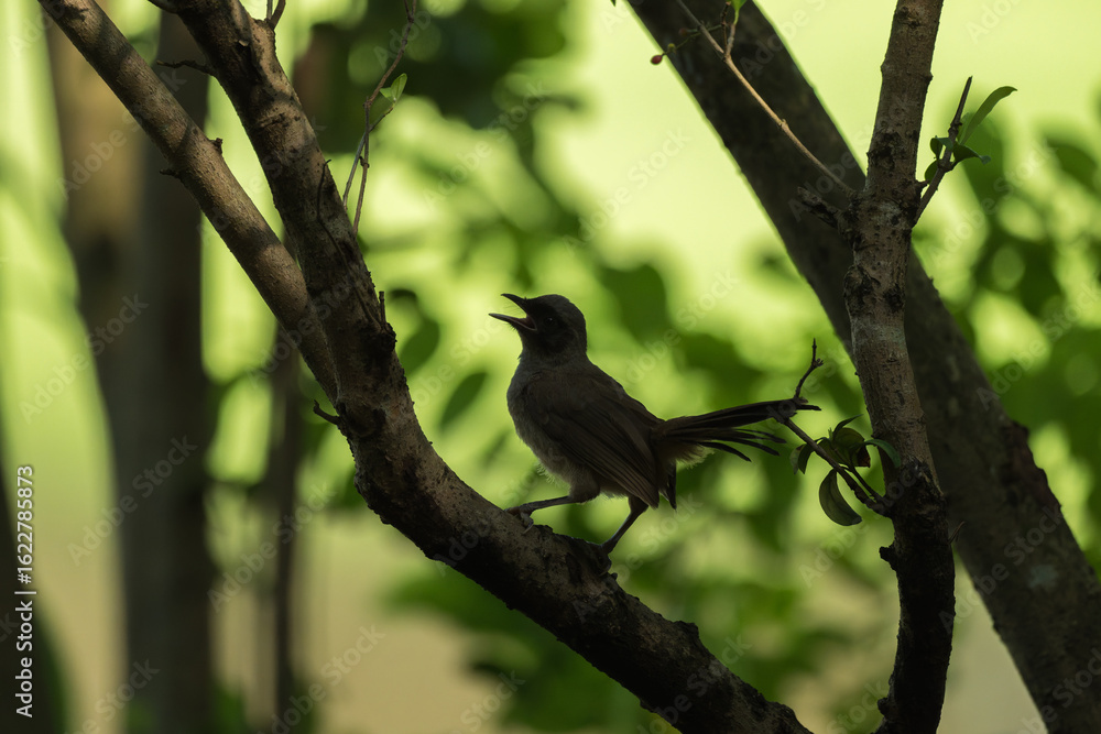 Fototapeta premium Songbird Calling from Tree Branch in Natural Forest Setting