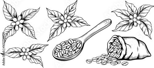 Coffee beans leaves spoon bag coffee plant coffee leaves