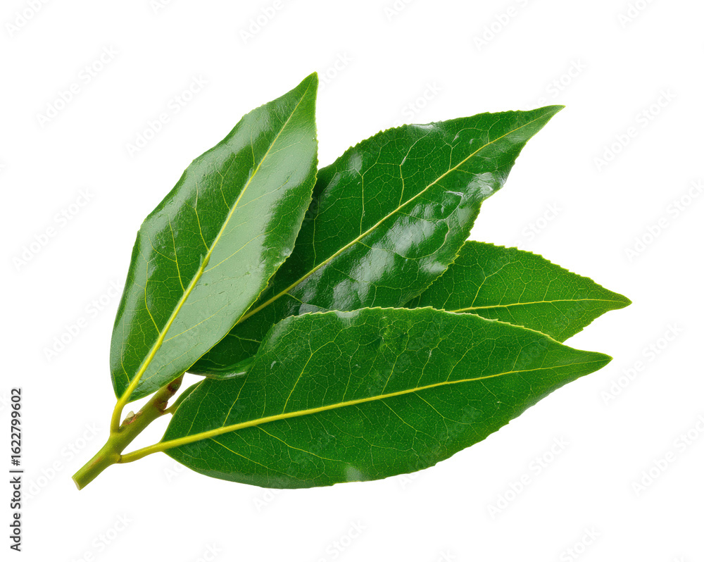 Obraz premium Fresh bay leaves harvest nature garden botanical vibrant green isolated on transparent background, png