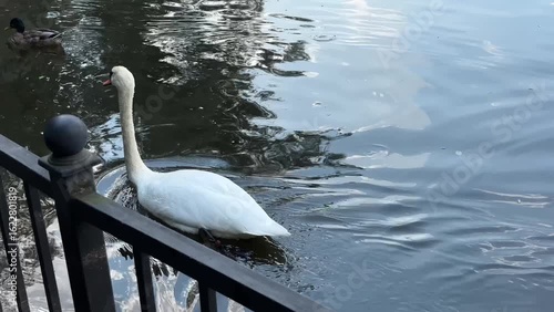 A white swan swims down the river in search of food.