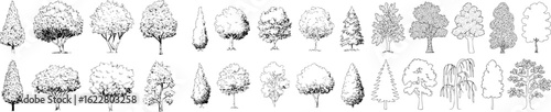 Various trees in black and white sketch style nature drawing