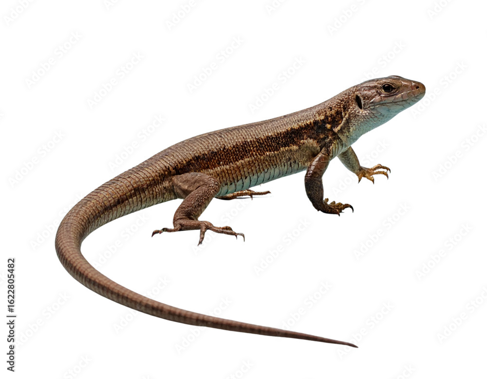 Naklejka premium Macro closeup of a green and brown gecko lizard with a long tail on a white background