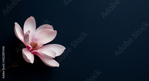 Elegant Pink Magnolia Blossom Close-up on Dark Background