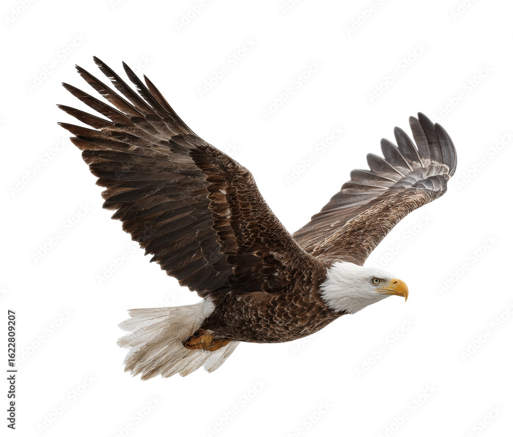 Fototapeta premium Eagle in flight over natural landscape wildlife majestic viewpoint isolated on transparent background, png