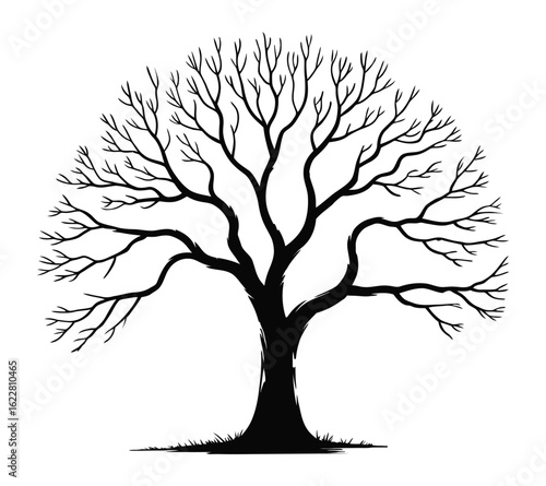 Leafless tree silhouette with intricate branching and rounded form, ideal for nature-inspired visuals or seasonal design themes.