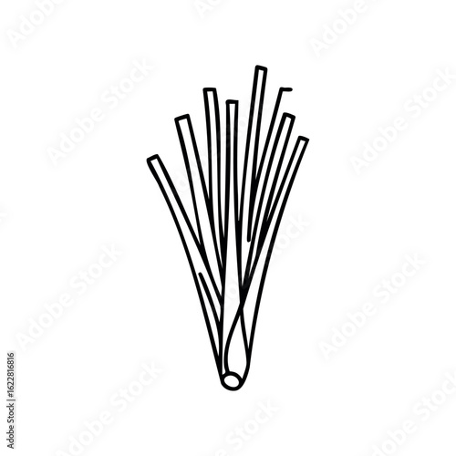 Simple line drawing of scallion with long stalks and roots – stock vector icon in line style