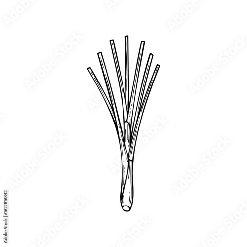 Detailed black and white line art of fresh leek vegetable – stock vector icon in line style