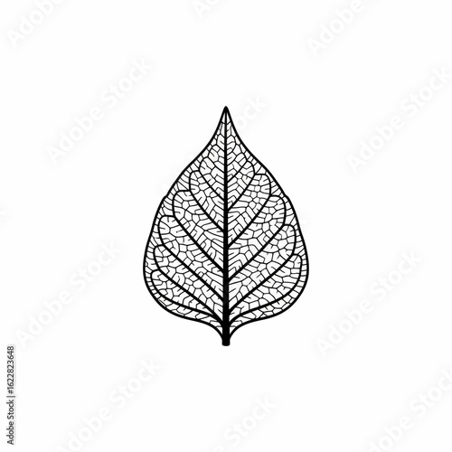 Delicate Leaf Vein Structure: Detailed Black and White Botanical Illustration