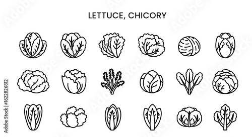 Lettuce and Chicory Icons: Solid Black Collection of Salad Vegetables