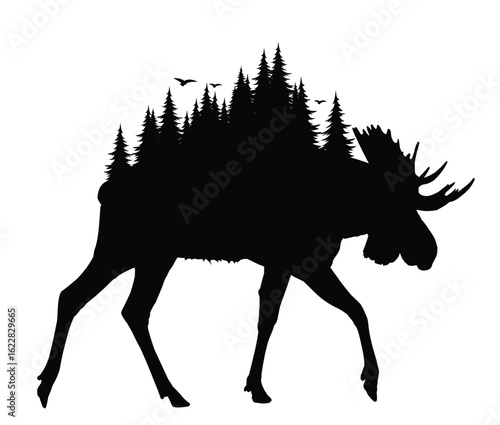 Wild moose silhouette with coniferous forest.

