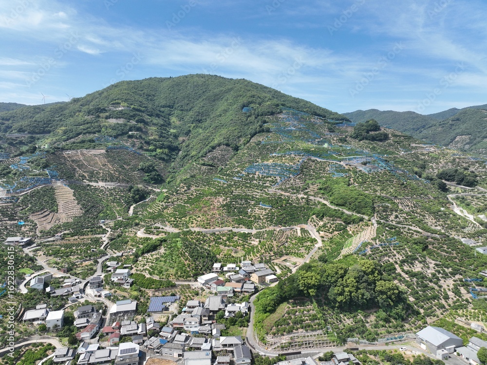 Obraz premium 和歌山県の綺麗な蜜柑の丘をドローン空撮