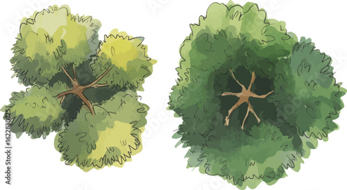 Watercolor illustration of two tree crowns viewed from above with yellow-green and dark green foliage on a white background


