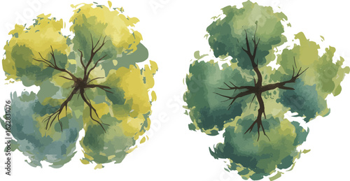 Watercolor illustration of two tree crowns viewed from above with yellow-green and dark green foliage on a white background

