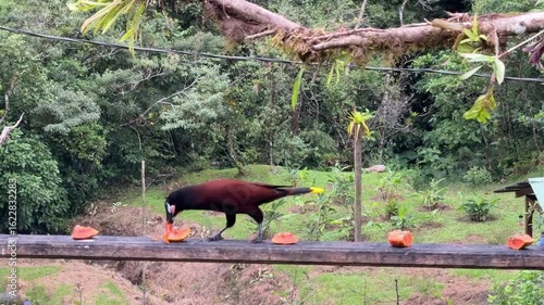 The Montezuma oropendola, Psarocolius montezuma, bird feeding on a feeder