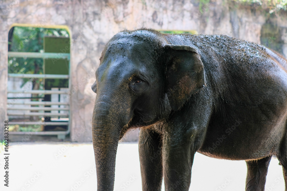 Naklejka premium A close-up of a young elephant standing in a zoo, with its trunk slightly curled and a calm expression. The elephant's skin appears slightly damp in the sunlight, showcasing its textured appearance.