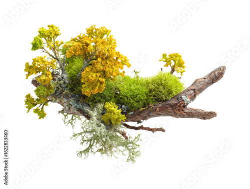 Lush yellow moss and lichen on driftwood nature scene light isolated on transparent background, png
