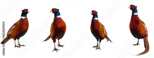 Four common pheasants standing on transparent background