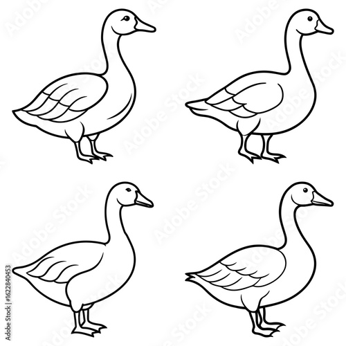Four outlined geese standing in different positions with their necks arched in a white background art