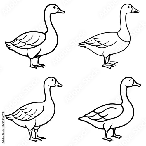 Four outlined geese standing in various poses with detailed feathers and webbed feet on a white background