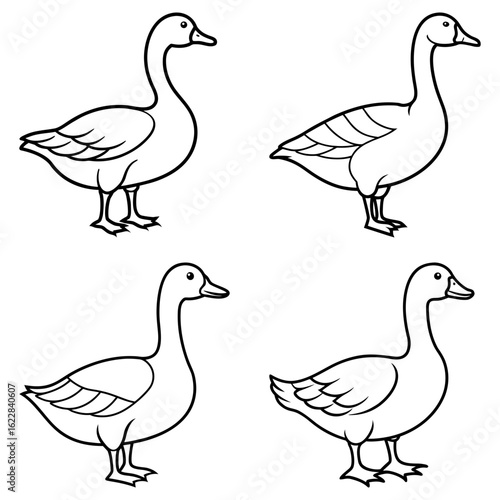 Four outlined geese standing in different poses with detailed feather markings on their bodies and wings