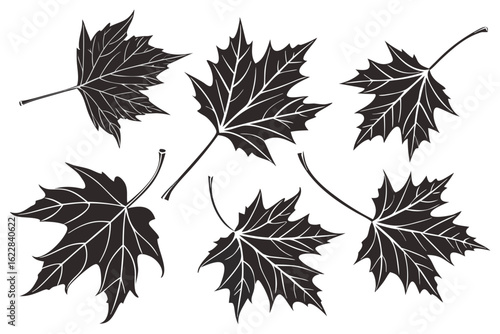 Set of black maple leaf silhouettes with detailed vein drawings. Vector graphic collection of six hand-drawn autumnal leaves for botanical or seasonal design.