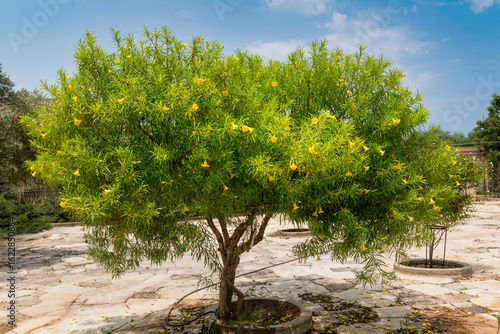 Cascabela thevetia (syn: Thevetia peruviana) tree with glossy fresh green leaves and yellow blooms.