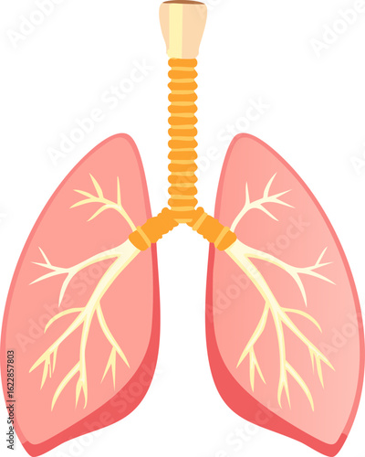 Human Lungs – Respiratory System Illustration