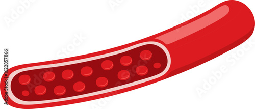 Cartoon Illustration of a Blood Vessel