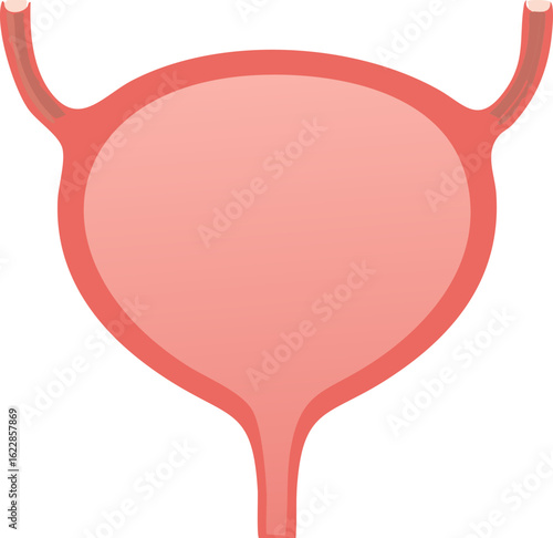 Illustration of a Human Bladder