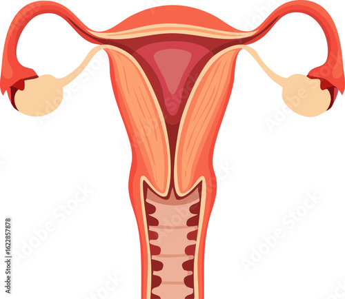 Female Reproductive System – Uterus and Ovaries Illustration